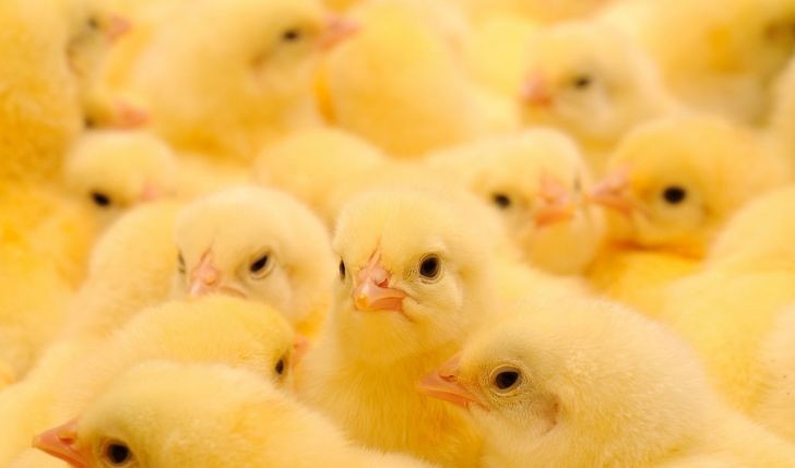 آگهی دعوت مجمع عمومی موسسین انجمن « طیور استان گلستان»